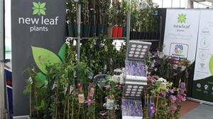 New Leaf Plants stall